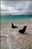 Sea Lions - Gardner Bay - Espanola Island - Galapagos Islands (9)